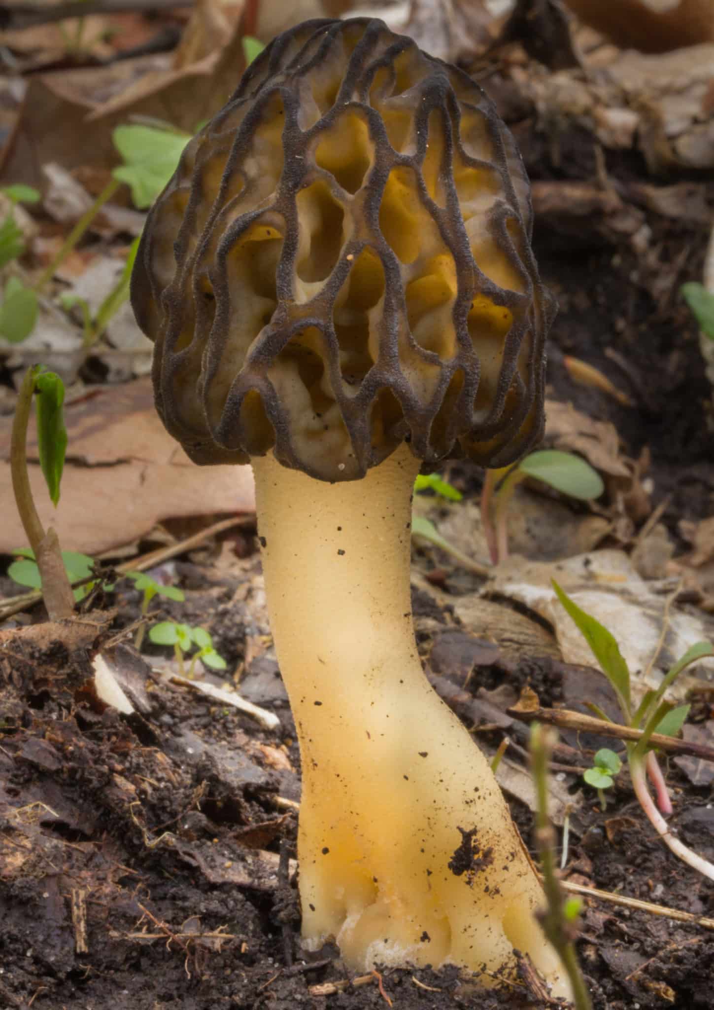 Spawn for black morels