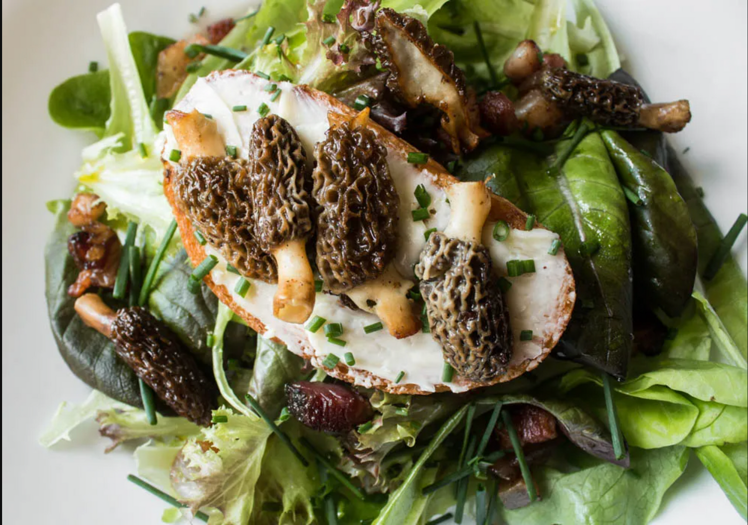 Spawn for black morels