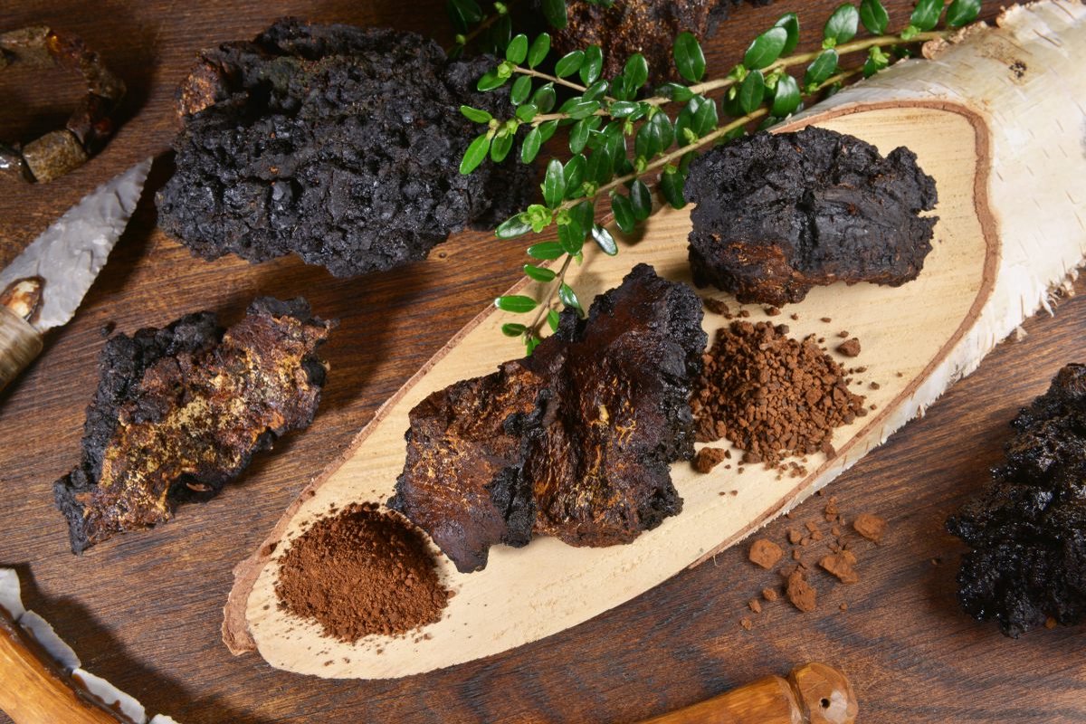 Chaga-Pulver (Bio)