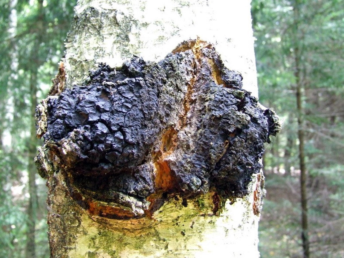 Chaga-Pulver (Bio)