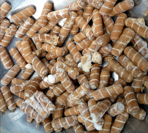 Plug spawn for Chaga