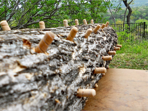 Plug spawn for Chaga