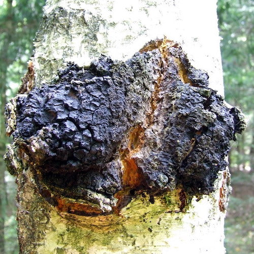 Plug spawn for Chaga