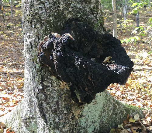 Plug spawn for Chaga