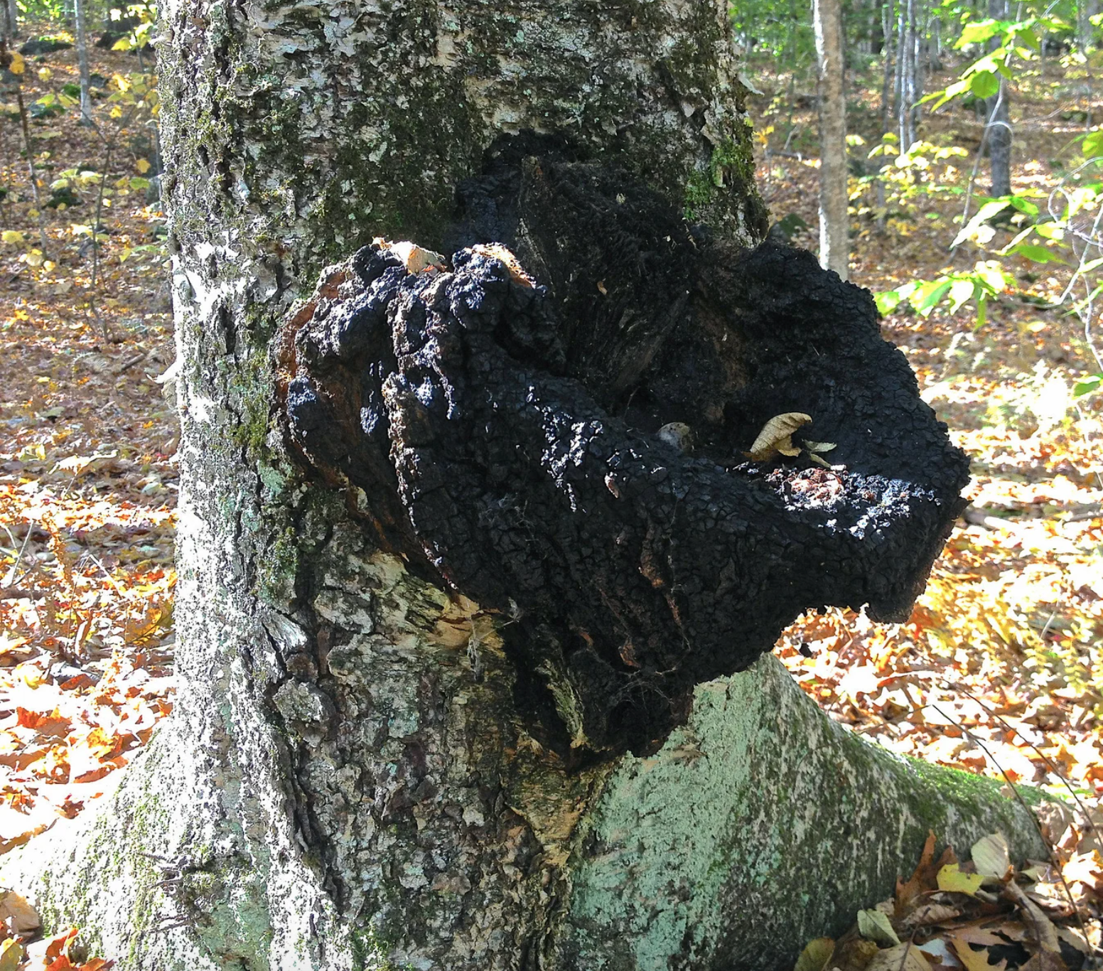 King of Mushrooms Extract Bundel
