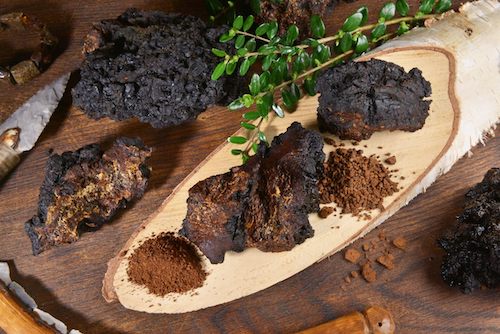 Plug spawn for Chaga