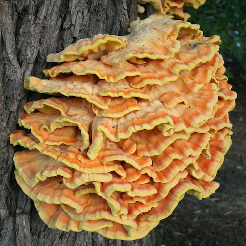 Holzdübel für Schwefelporling