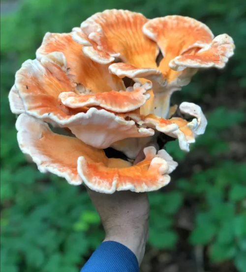 Holzdübel für Schwefelporling