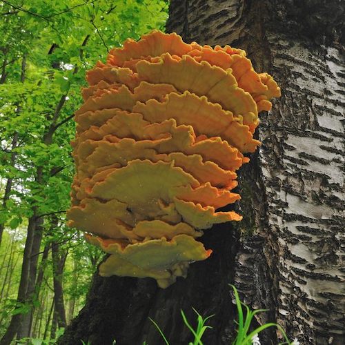 Holzdübel für Schwefelporling
