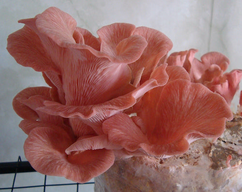 Brut für Rosa Austernpilze