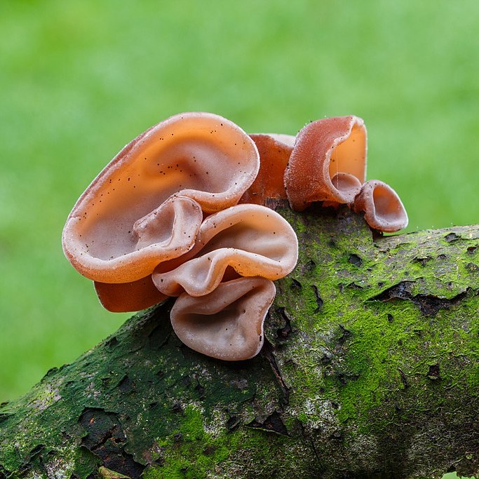 Auricularia Extract 500mg (organic) - 90 pieces