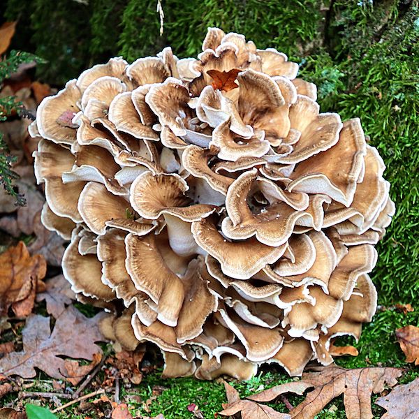 Waldpaket - 200 Gramm