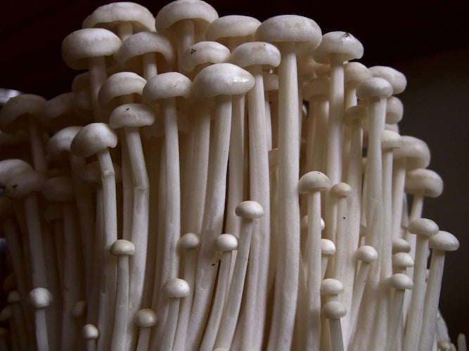Spawn for enoki