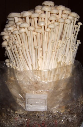 Spawn for enoki