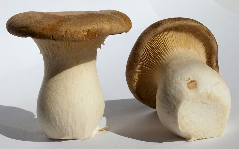 Brut für Königsausternpilze