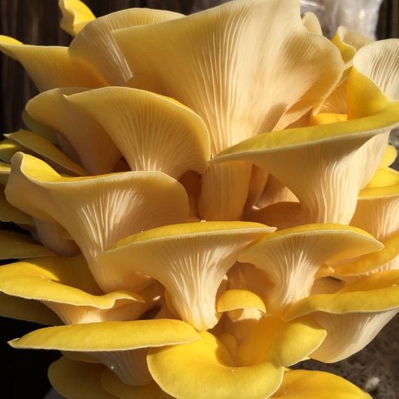 Liquid Culture for Yellow Oyster mushrooms