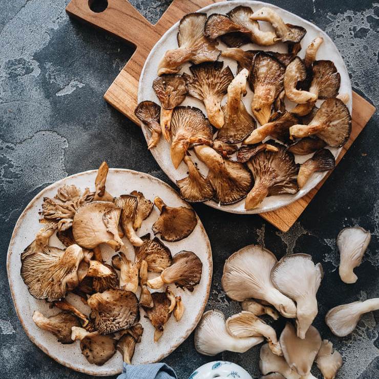 Professional breeding bundle for gray oyster mushrooms