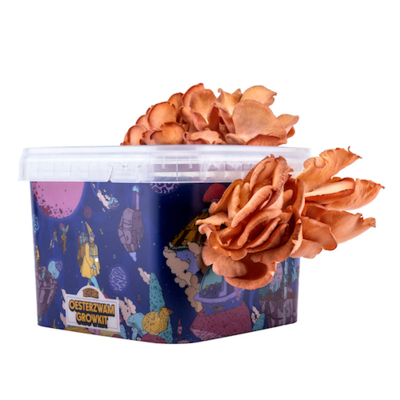 ToshiFarm Kit de Culture Pleurotes