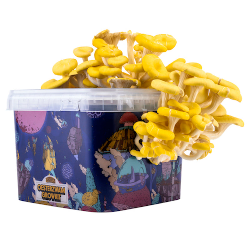 ToshiFarm oyster mushroom growkit