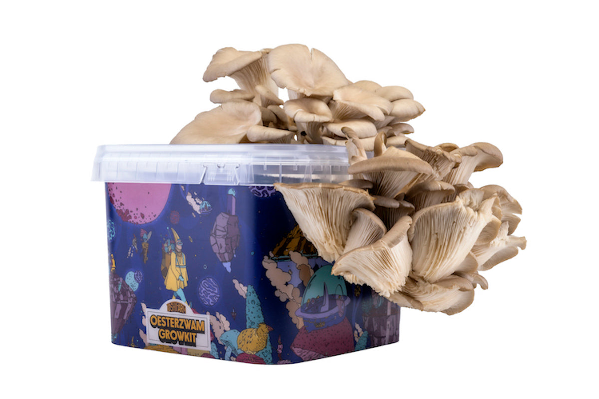 ToshiFarm Kit de Culture Pleurotes