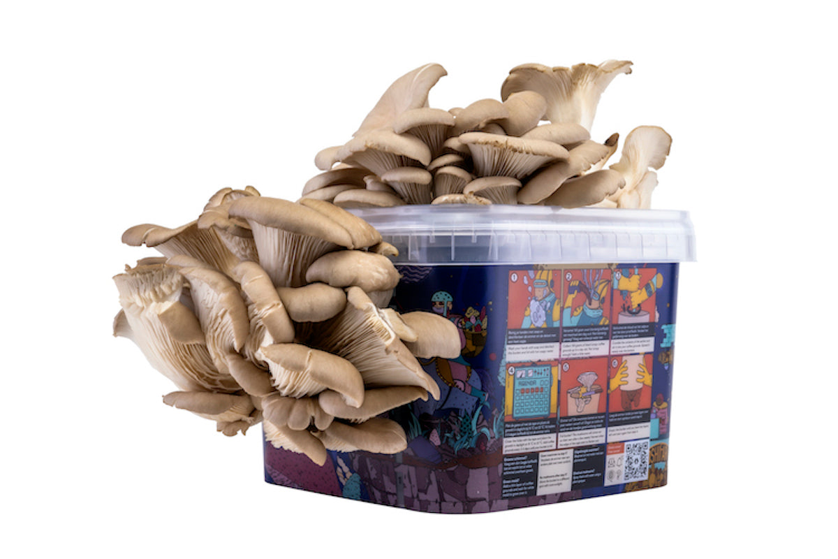ToshiFarm Kit de Culture Pleurotes