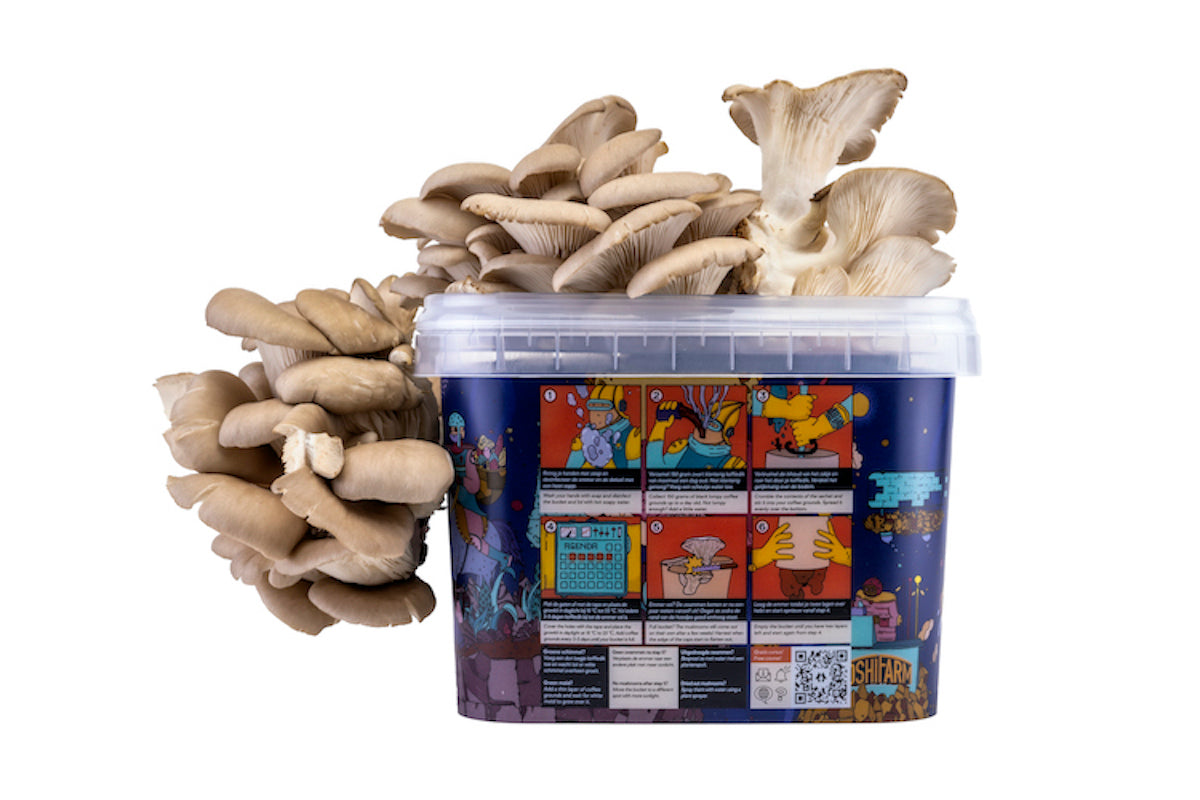ToshiFarm Kit de Culture Pleurotes
