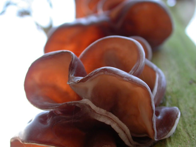 Auricularia Extract 500mg (organic) - 90 pieces