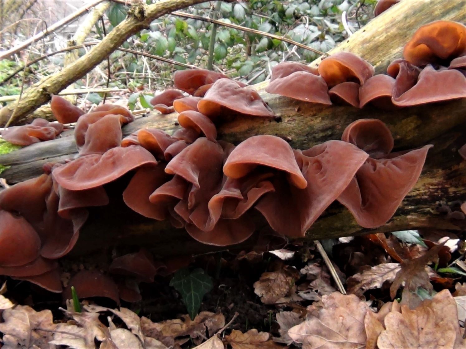 Auricularia Extract 500mg (organic) - 90 pieces