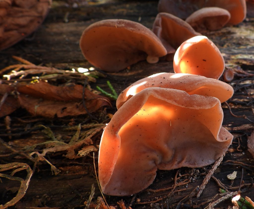 Auricularia Extract 500mg (organic) - 90 pieces