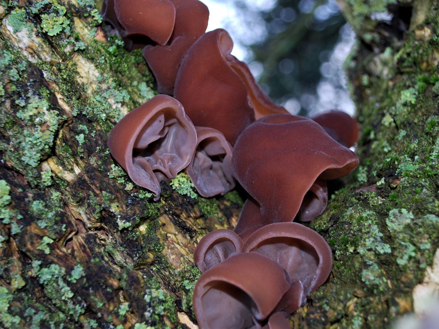 Auricularia Extract 500mg (organic) - 90 pieces