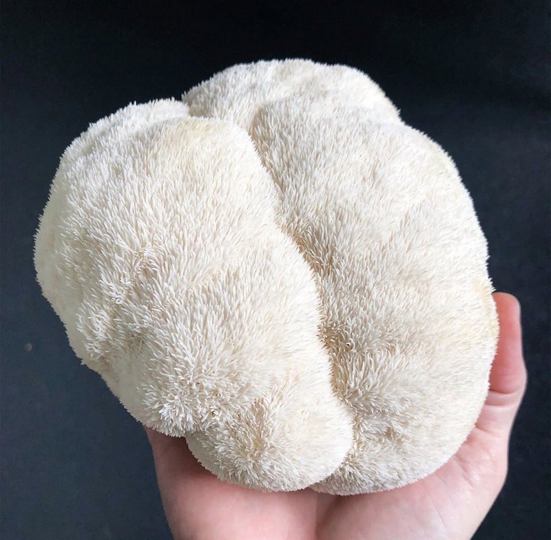 Paquet de suppléments - 400g