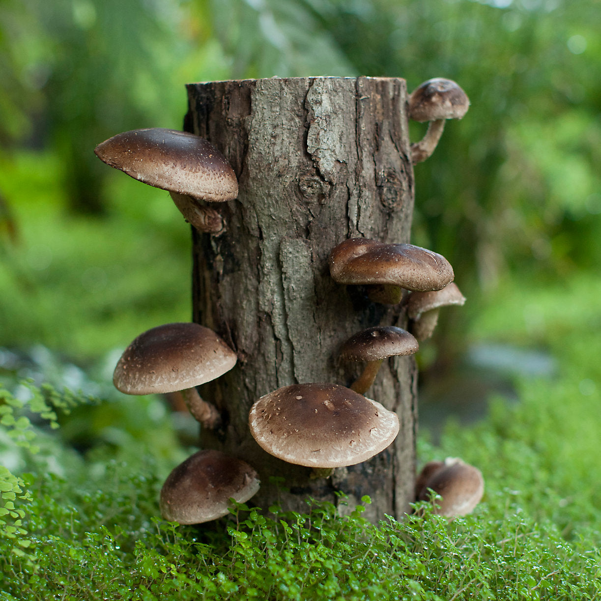 Tige de culture de chêne shiitake 60cm