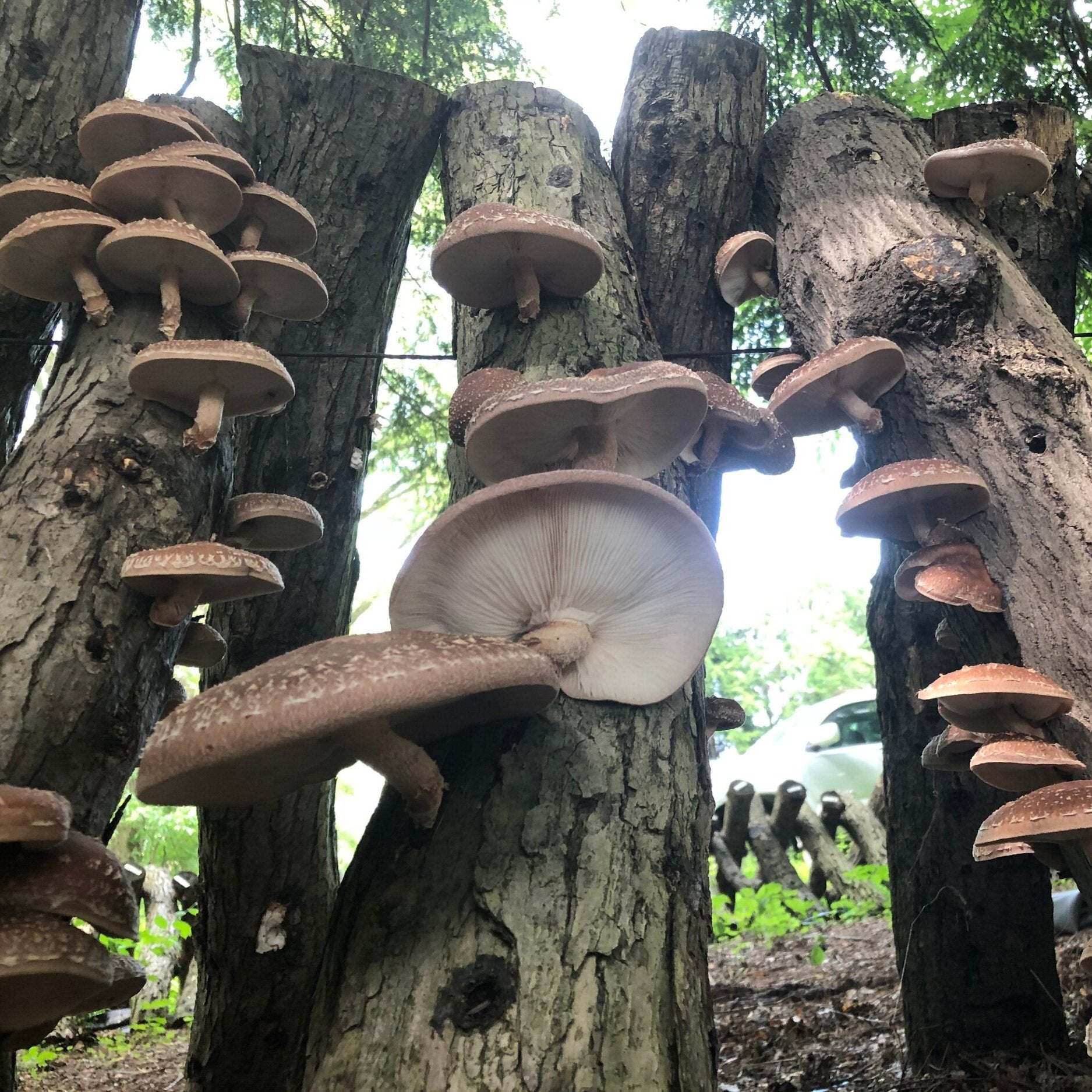 Tige de culture de chêne shiitake 60cm