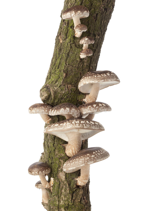 Shiitake oakwood breeding stem 60cm