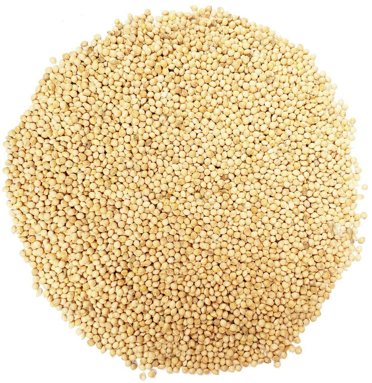 Spawn pour pleurotes gris jaunes et roses - 150 grammes
