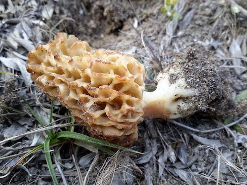 Spawn for ordinary morels