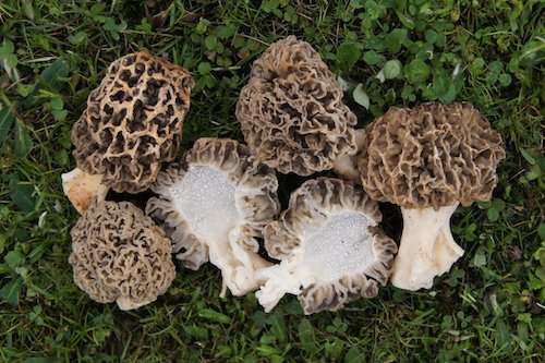 Spawn for ordinary morels