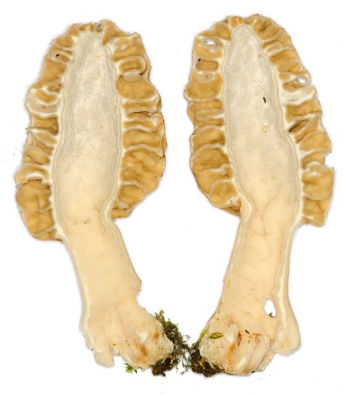 Spawn for ordinary morels