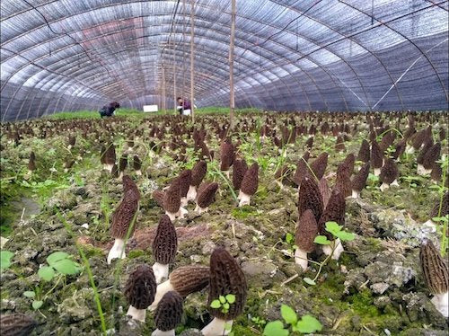 Spawn for ordinary morels