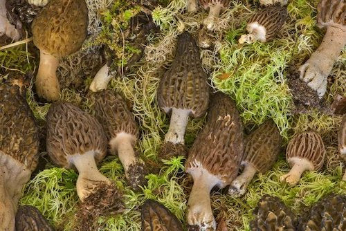 Spawn for ordinary morels