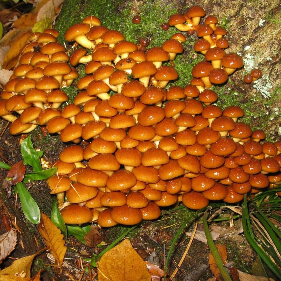 Holzdübel für Nameko
