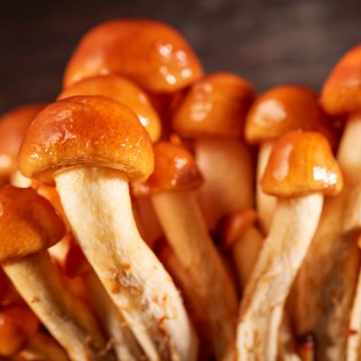 Holzdübel für Nameko