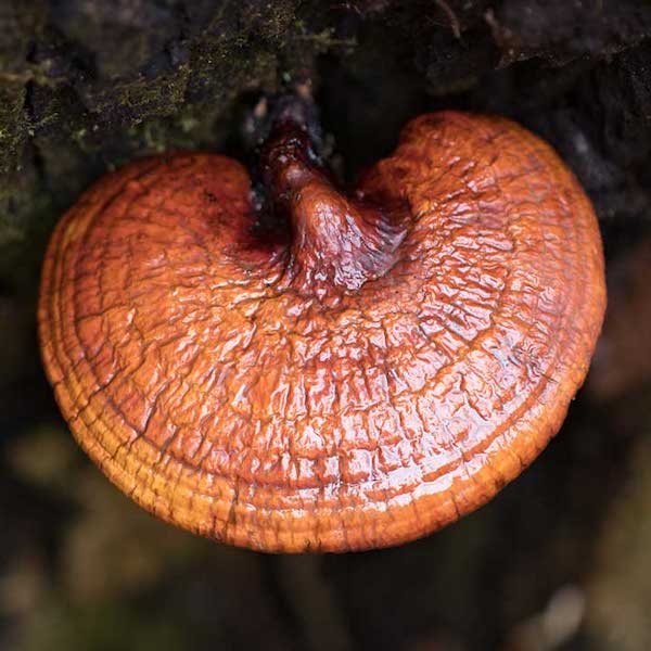 Reishi-Pulver (Bio)