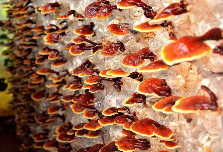 Brut für Reishi