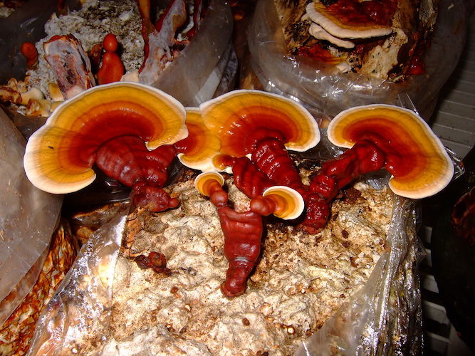 Brut für Reishi