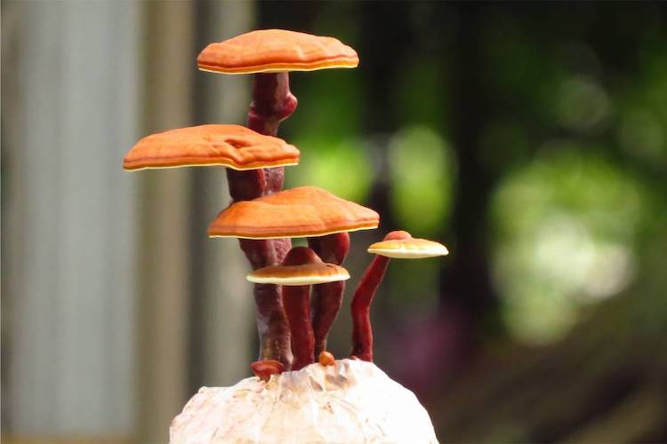 Brut für Reishi
