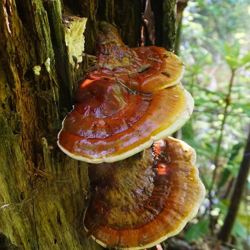 Brut für Reishi