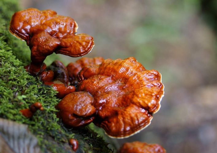 Brut für Reishi