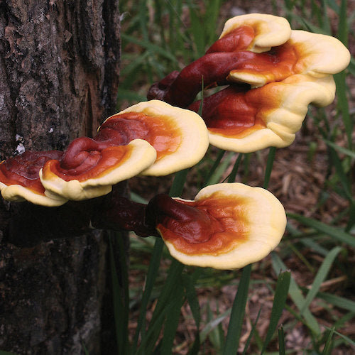 Spawn for Reishi