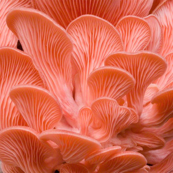 Liquid Culture for Pink Oyster Mushrooms